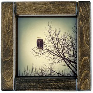 Bald Eagle Tile in Handcrafted Hardwood Frame