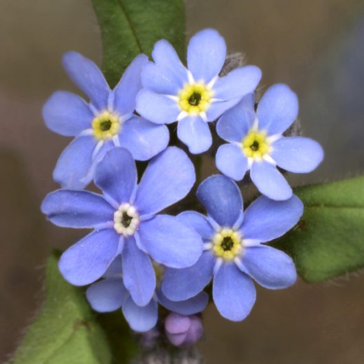 Forget-Me-Nots Flowers