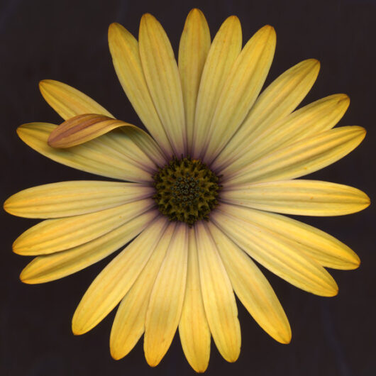 Yellow Aster Scanner Photography