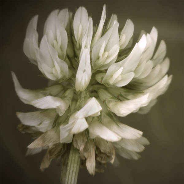 White Clover Scanner Photography Print